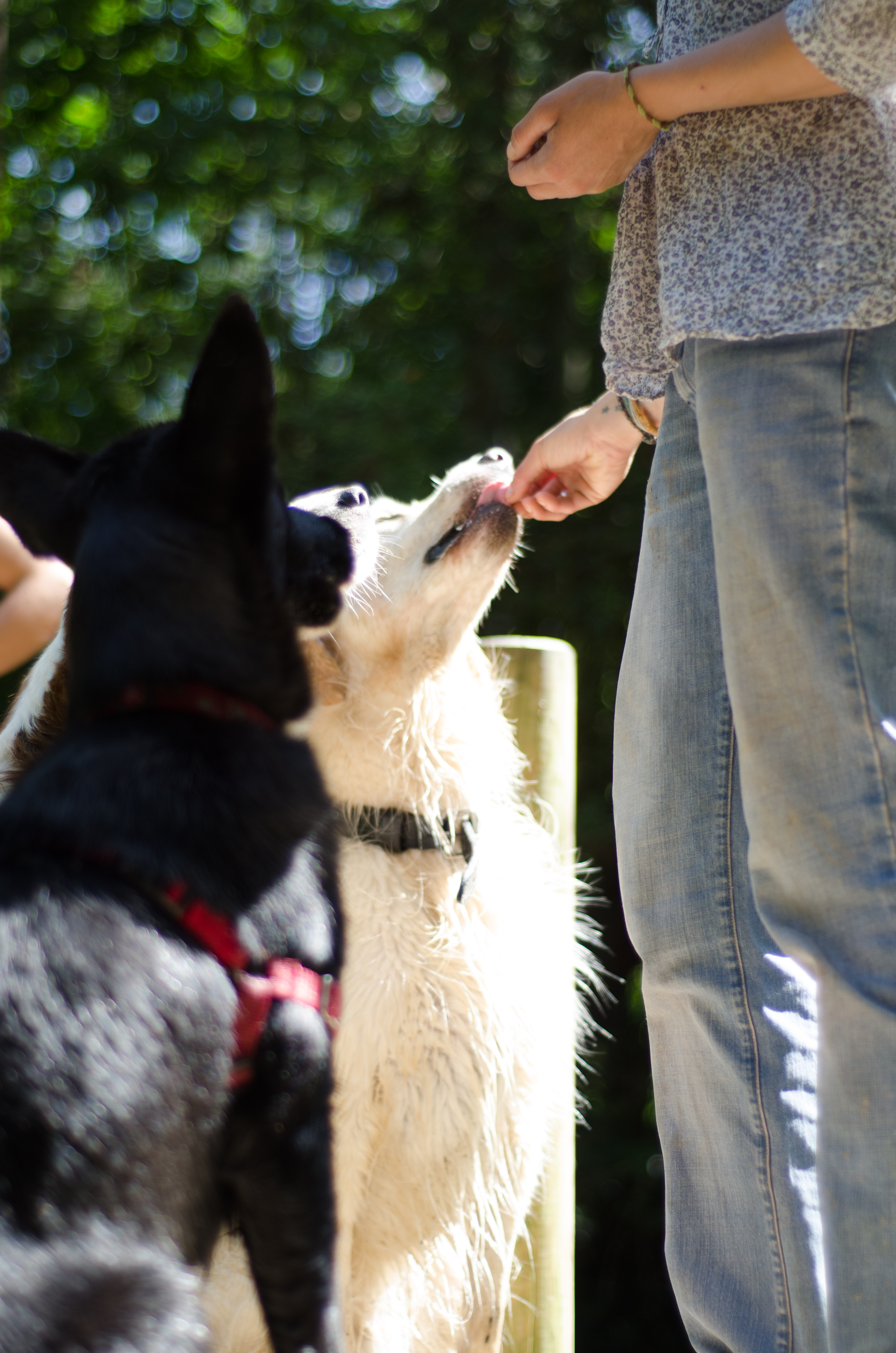 éducation et dressage de chiens Savoie